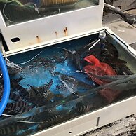 Orange Guest house - Hostel