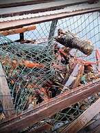 The Mountain View Motel & Cottages