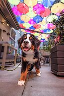 INNSiDE by Meliá New York Nomad