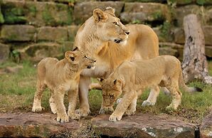 Holiday Inn Express & Suites Fort Worth West by IHG