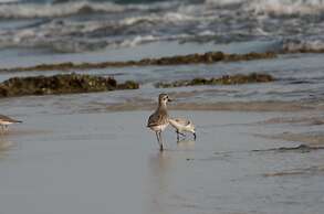 Congo Bongo EcoVillage Costa Rica