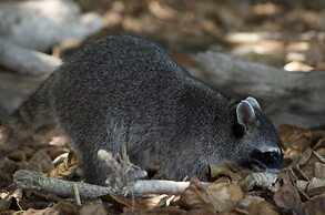 Congo Bongo EcoVillage Costa Rica