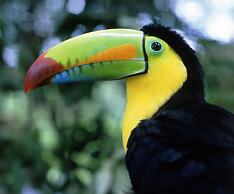 Congo Bongo EcoVillage Costa Rica