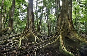 Congo Bongo EcoVillage Costa Rica