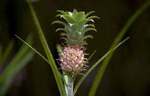 Congo Bongo EcoVillage Costa Rica