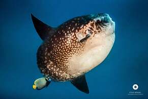 Nyuh Gading Home Stay Lembongan