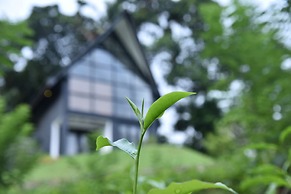 The Country House