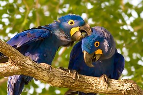 SouthWild Pantanal Lodge