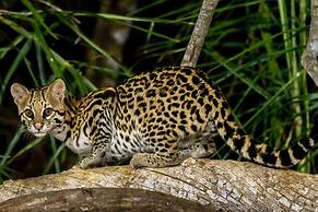 SouthWild Pantanal Lodge
