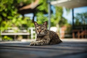 Boutique Village Hotel