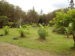 Fern Forest Getaway