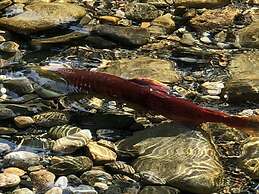 Chase Country Inn Motel