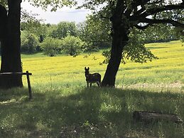 Les Ânes de Forcalquier