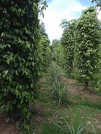 Pepper Farm Phu Quoc Bungalow