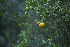 Dream Catcher Plantation Resort