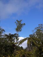 Franz Josef Treetops