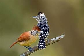 Adventure Eco Villas