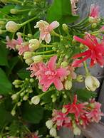 PingChan Koh Phangan Beachfront Resort