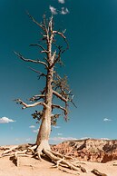 Bryce Canyon Log Cabins