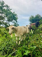 Lake Arenal Brewery & Resort