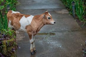 Lake Arenal Brewery & Resort