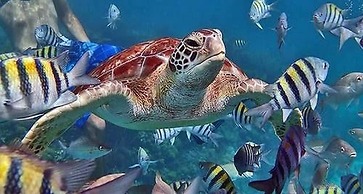 Ramon's Village Resort