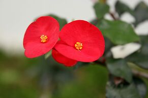 Hotel Secreto La Fortuna