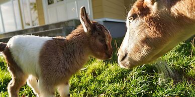 Kiyosato Ihatov Hostel