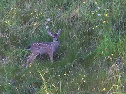 Driftwood by the Sea Inn and RV Resort