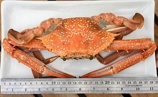 Jungle Koh Kood Resort