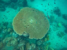 Jungle Koh Kood Resort