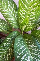 Apartamentos Pipa Centro