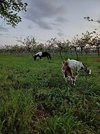 ALLOGGIO AGRITURISTICO ZAMBON