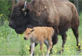 Wildlife Prairie Park