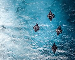 Denis Private Island