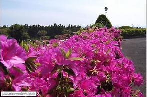 Palace in the Forest Pension