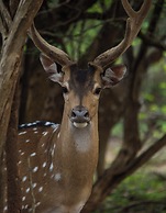 Jetwing Jungle Lodge, A Luxury Reserve