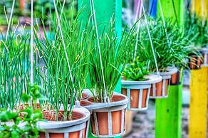 Birds and Bees Resort