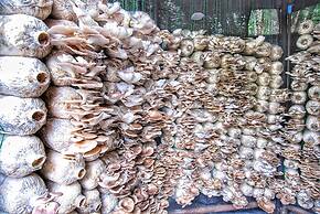 Birds and Bees Resort