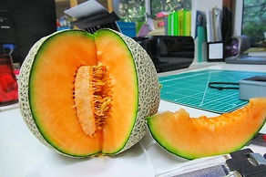 Birds and Bees Resort