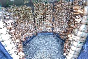 Birds and Bees Resort