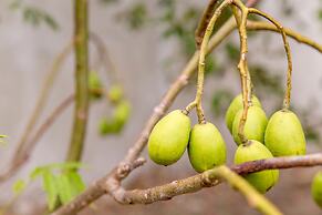 Casa Victoria Golf Retreat