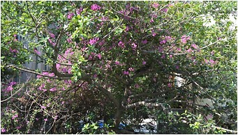 Bentleys Hotel Colaba