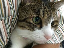 Guest House Shirahama R cafe – Caters to Women - Hostel