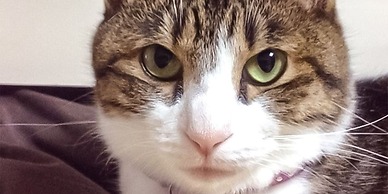 Guest House Shirahama R cafe – Caters to Women - Hostel