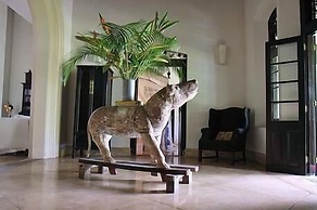 Galle Henna Estate