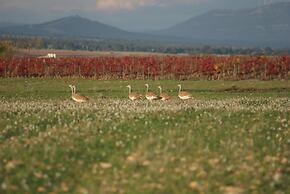 Finca El Romeral