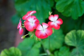 The Queen of Calitzdorp