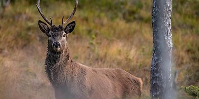 Hjorten Hotell Hitra