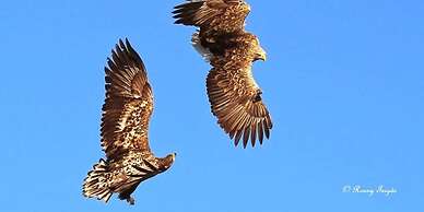 Hjorten Hotell Hitra